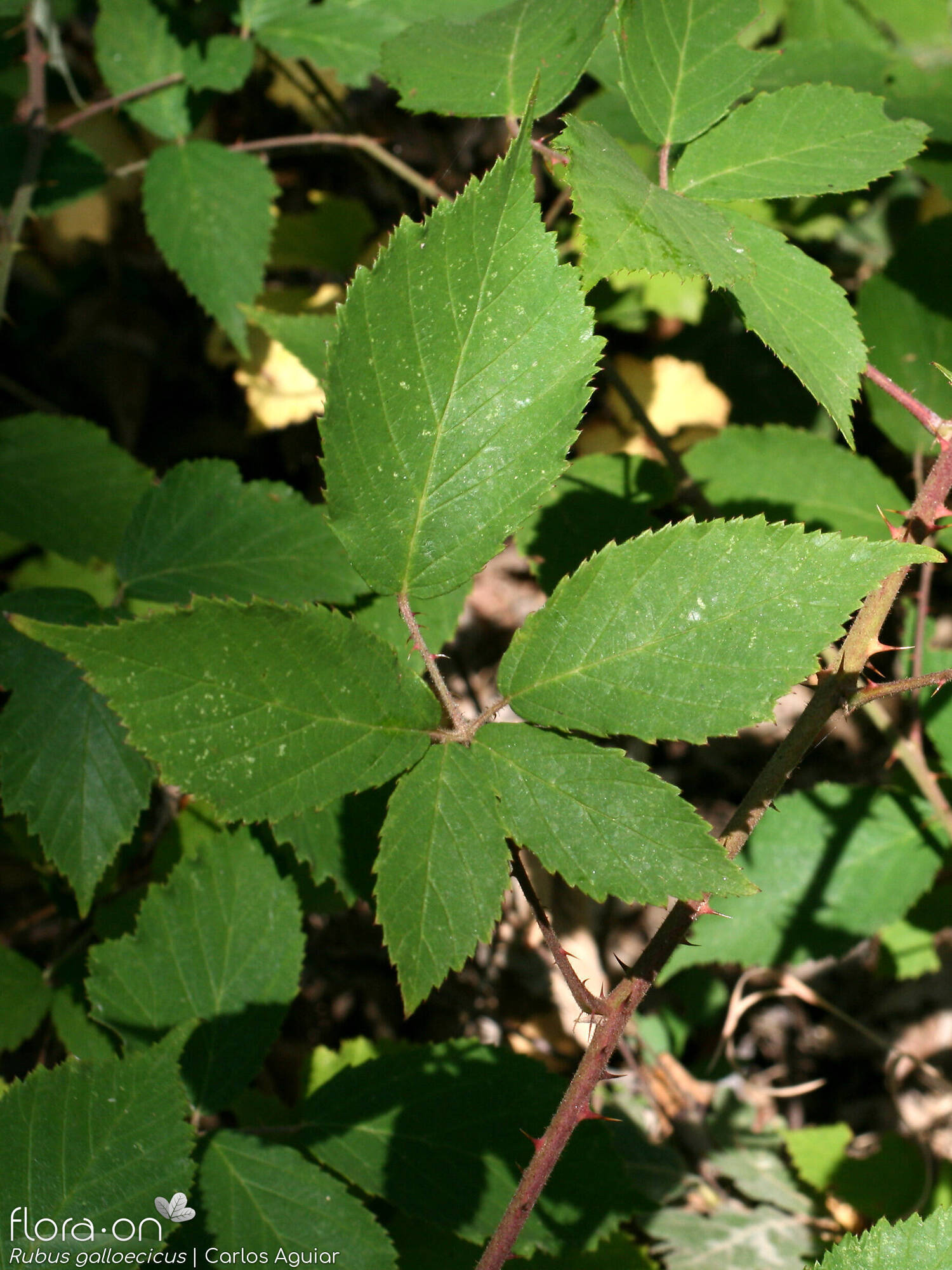 Rubus galloecicus - Folha | Carlos Aguiar; CC BY-NC 4.0