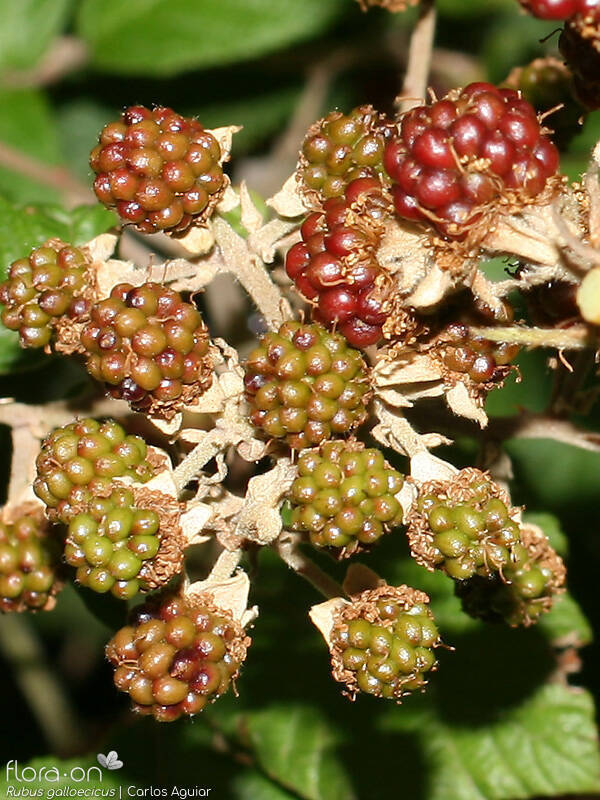 Rubus galloecicus - Fruto | Carlos Aguiar; CC BY-NC 4.0