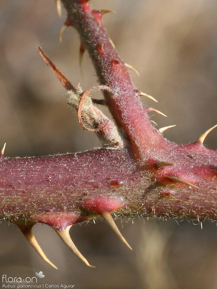 Rubus galloecicus - Estípulas | Carlos Aguiar; CC BY-NC 4.0