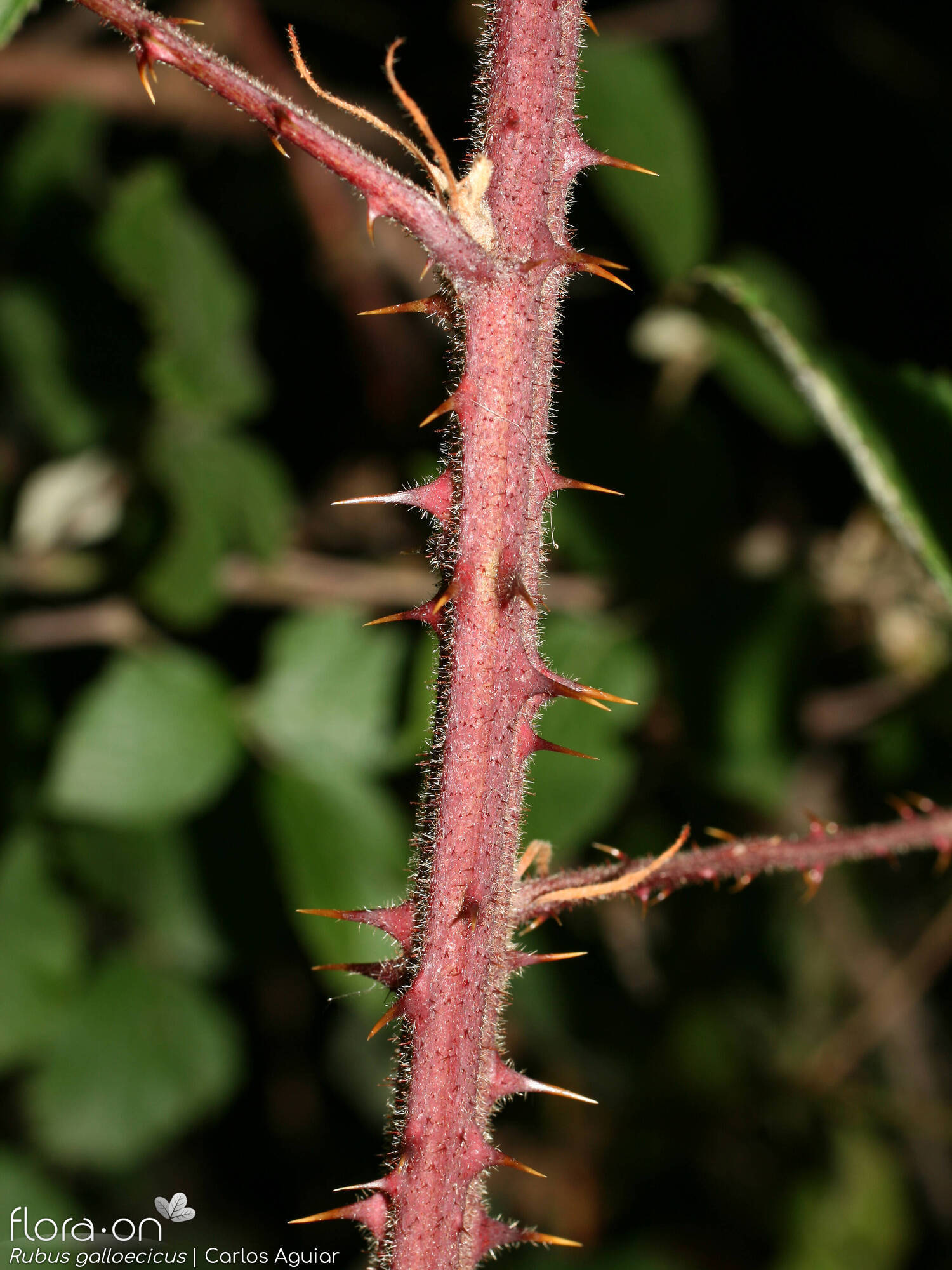 Rubus galloecicus - Caule | Carlos Aguiar; CC BY-NC 4.0