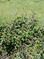 Rubus genevieri