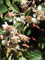 Rubus henriquesii
