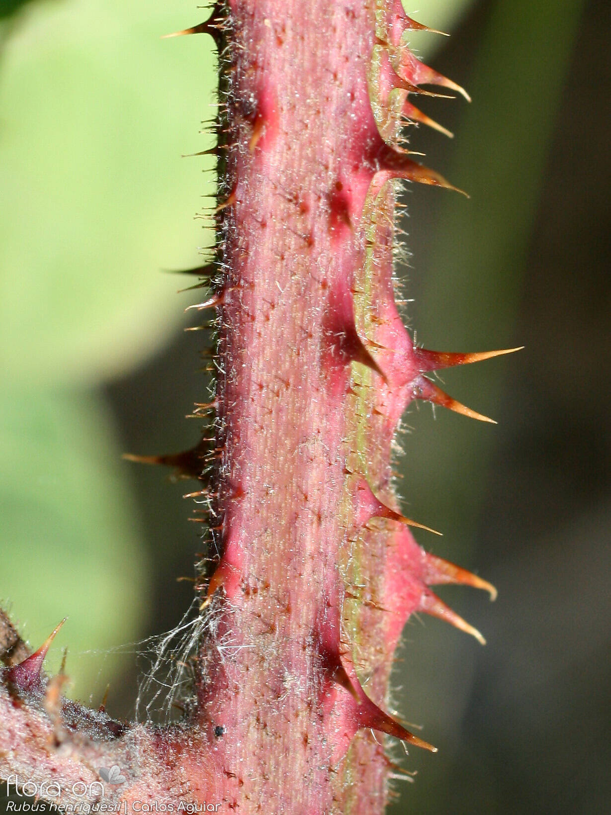 Rubus henriquesii - Caule | Carlos Aguiar; CC BY-NC 4.0