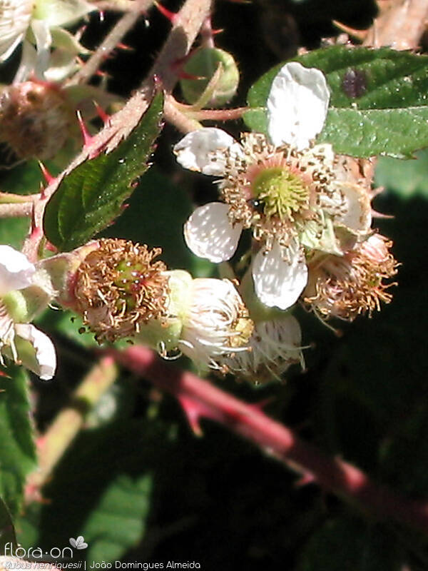 Rubus henriquesii - Flor (close-up) | João Domingues Almeida; CC BY-NC 4.0