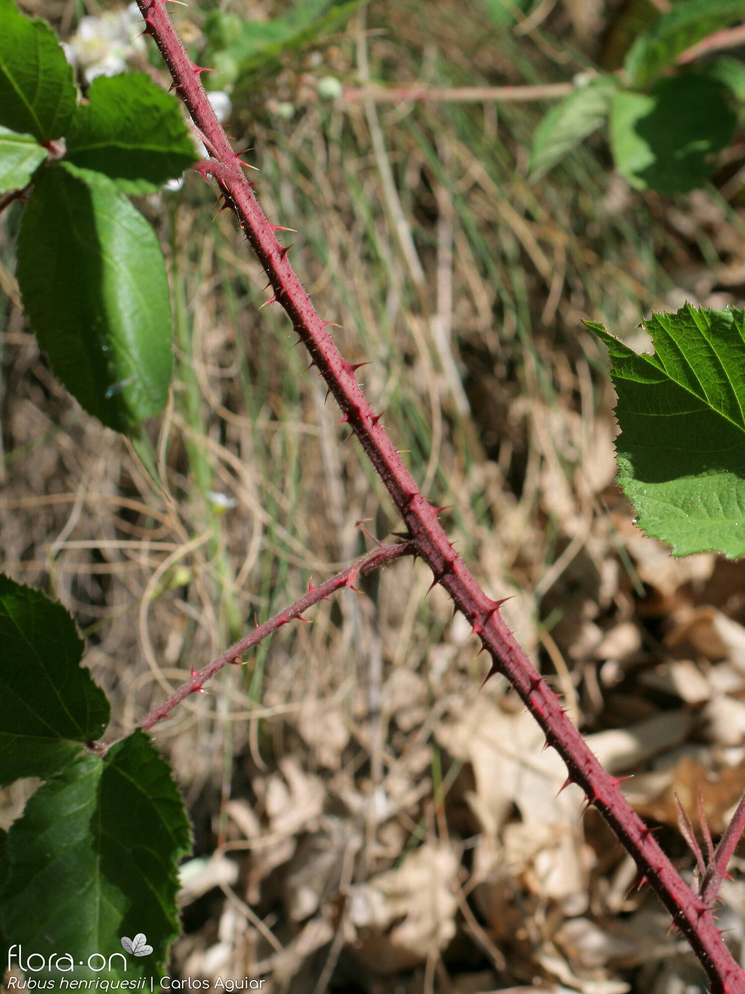 Rubus henriquesii - Caule | Carlos Aguiar; CC BY-NC 4.0