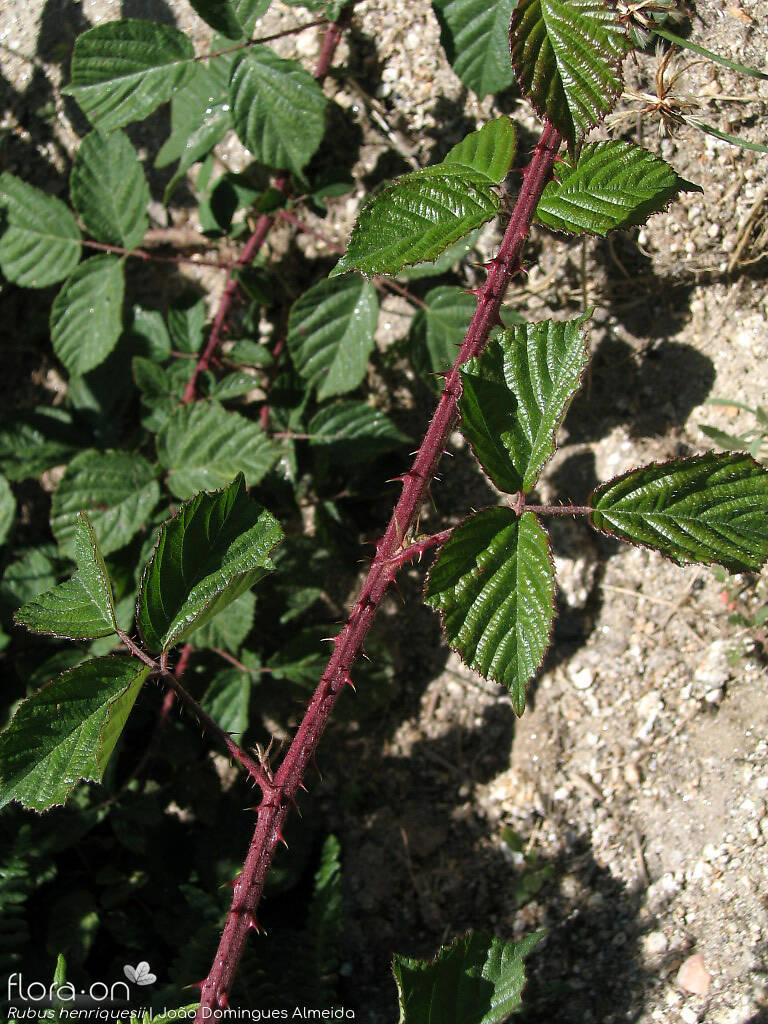 Rubus henriquesii - Caule | João Domingues Almeida; CC BY-NC 4.0