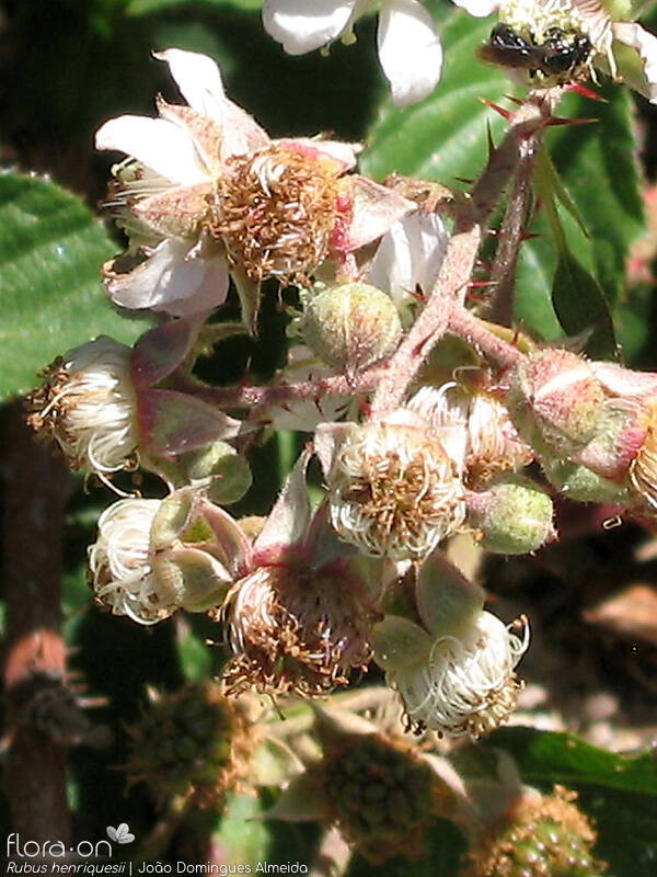 Rubus henriquesii - Flor (geral) | João Domingues Almeida; CC BY-NC 4.0