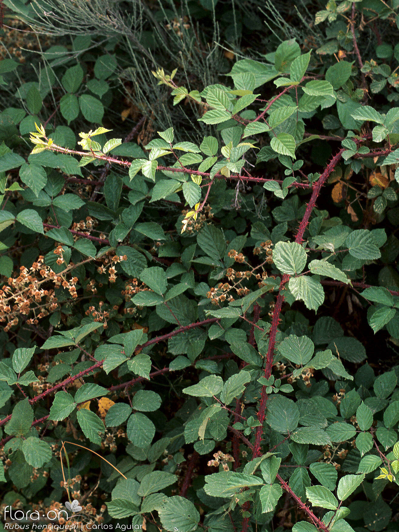 Rubus henriquesii - Hábito | Carlos Aguiar; CC BY-NC 4.0
