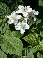 Rubus lainzii