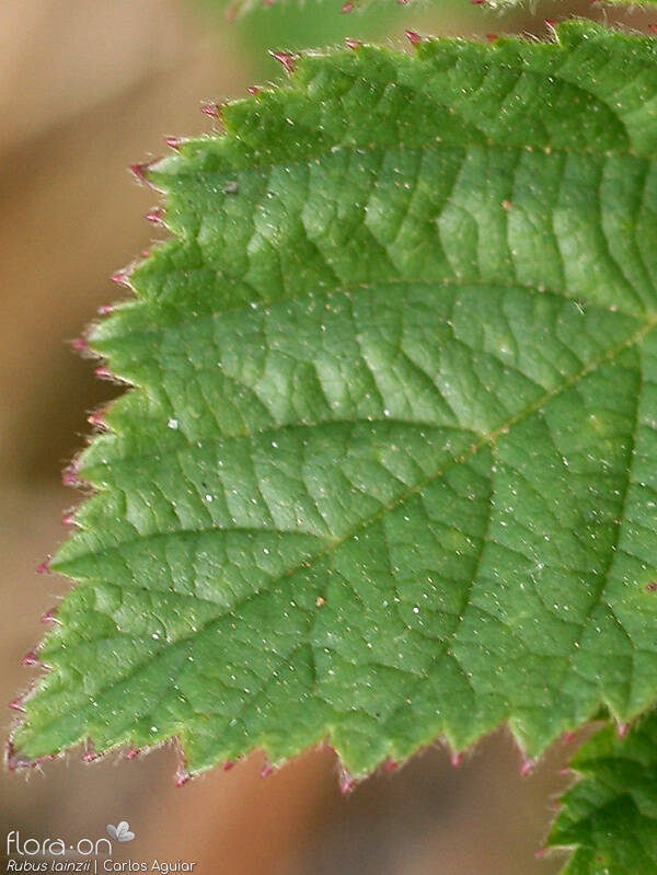 Rubus lainzii - Folha | Carlos Aguiar; CC BY-NC 4.0