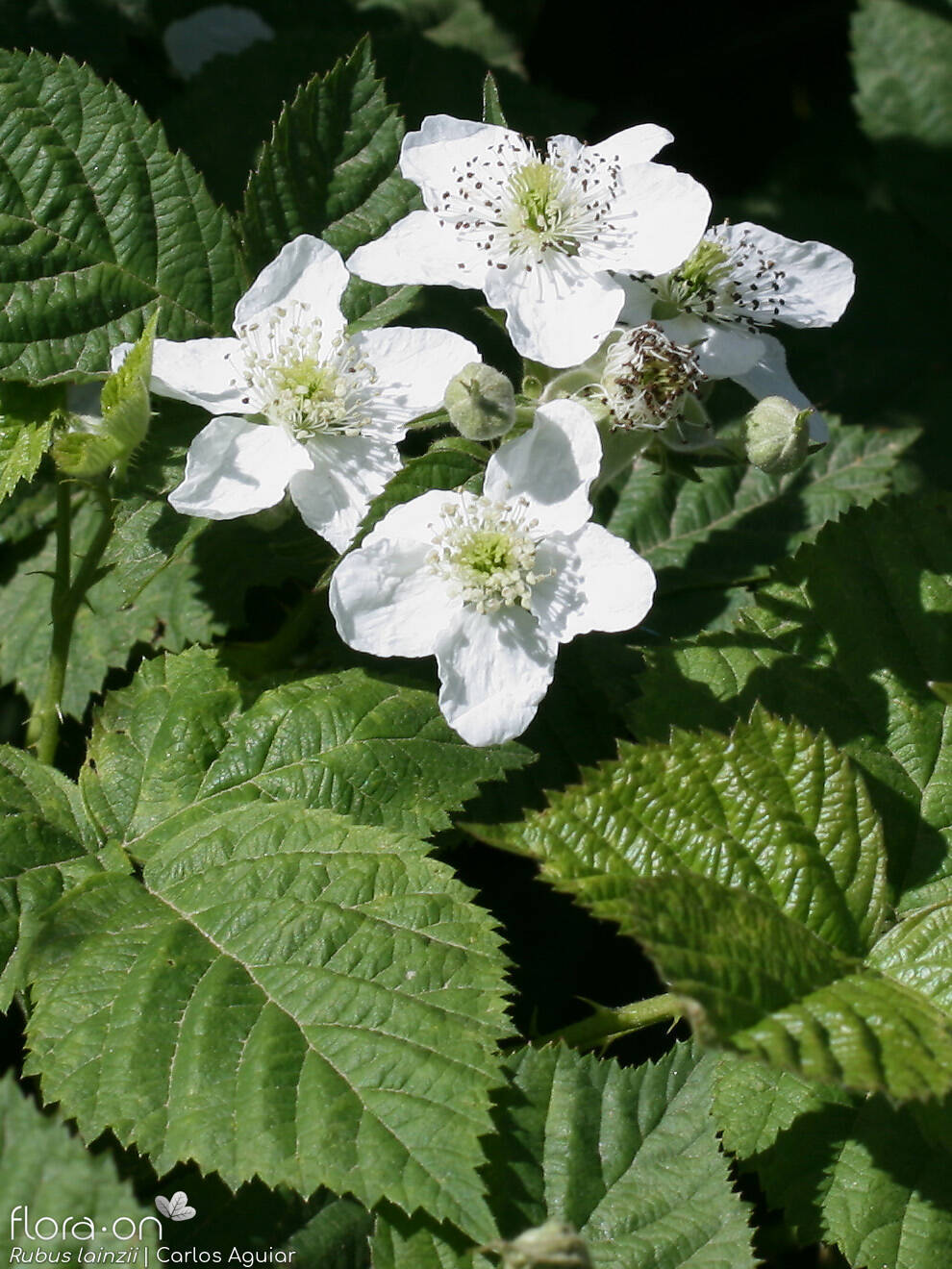 Rubus lainzii - Flor (geral) | Carlos Aguiar; CC BY-NC 4.0