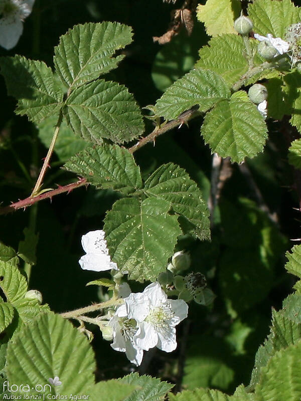 Rubus lainzii - Folha (geral) | Carlos Aguiar; CC BY-NC 4.0