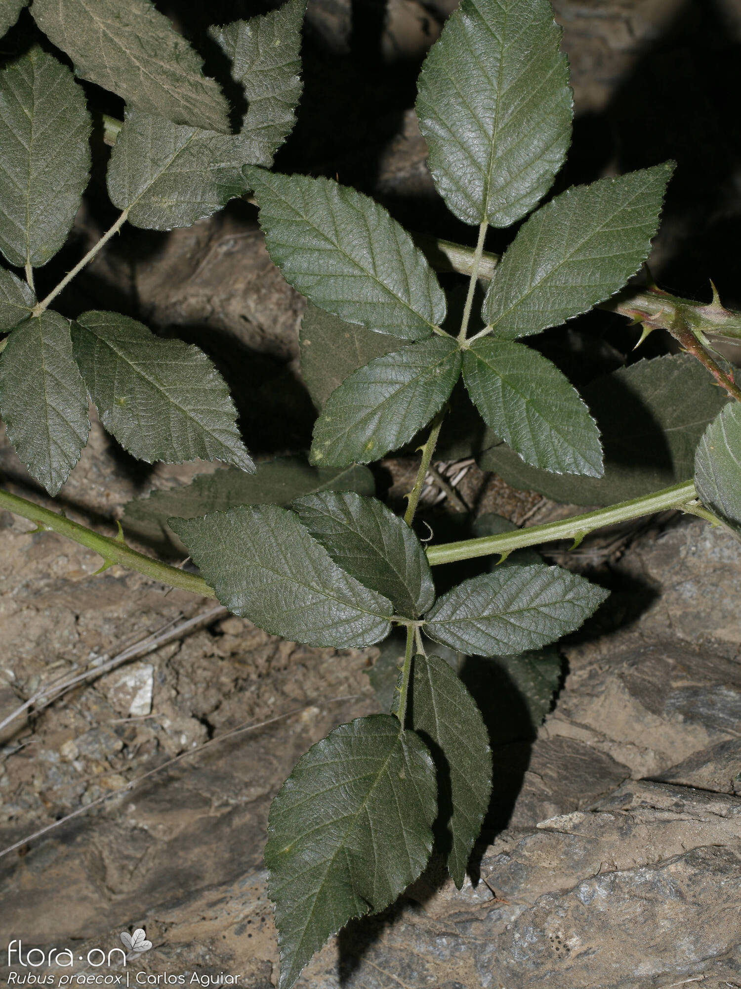 Rubus praecox - Folha (geral) | Carlos Aguiar; CC BY-NC 4.0