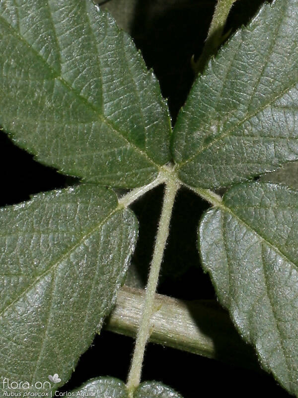 Rubus praecox - Folha | Carlos Aguiar; CC BY-NC 4.0