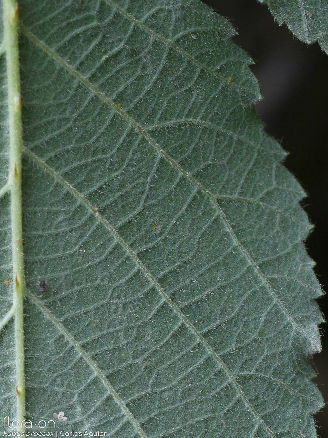 Rubus praecox - Folha | Carlos Aguiar; CC BY-NC 4.0