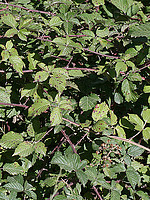 Rubus radula
