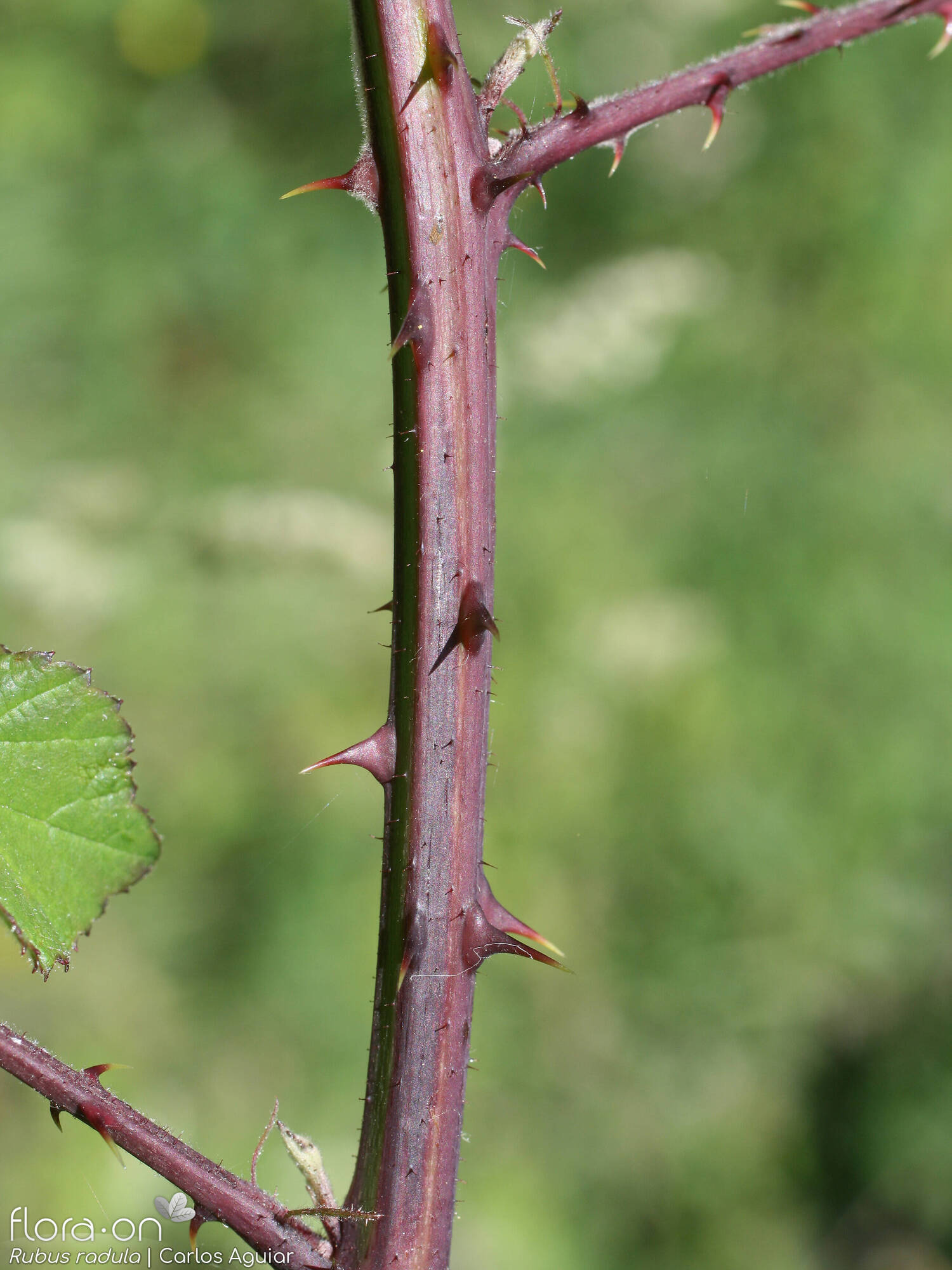 Rubus radula - Caule | Carlos Aguiar; CC BY-NC 4.0