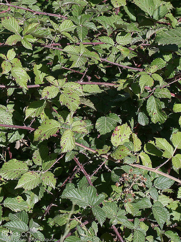 Rubus radula - Hábito | Carlos Aguiar; CC BY-NC 4.0