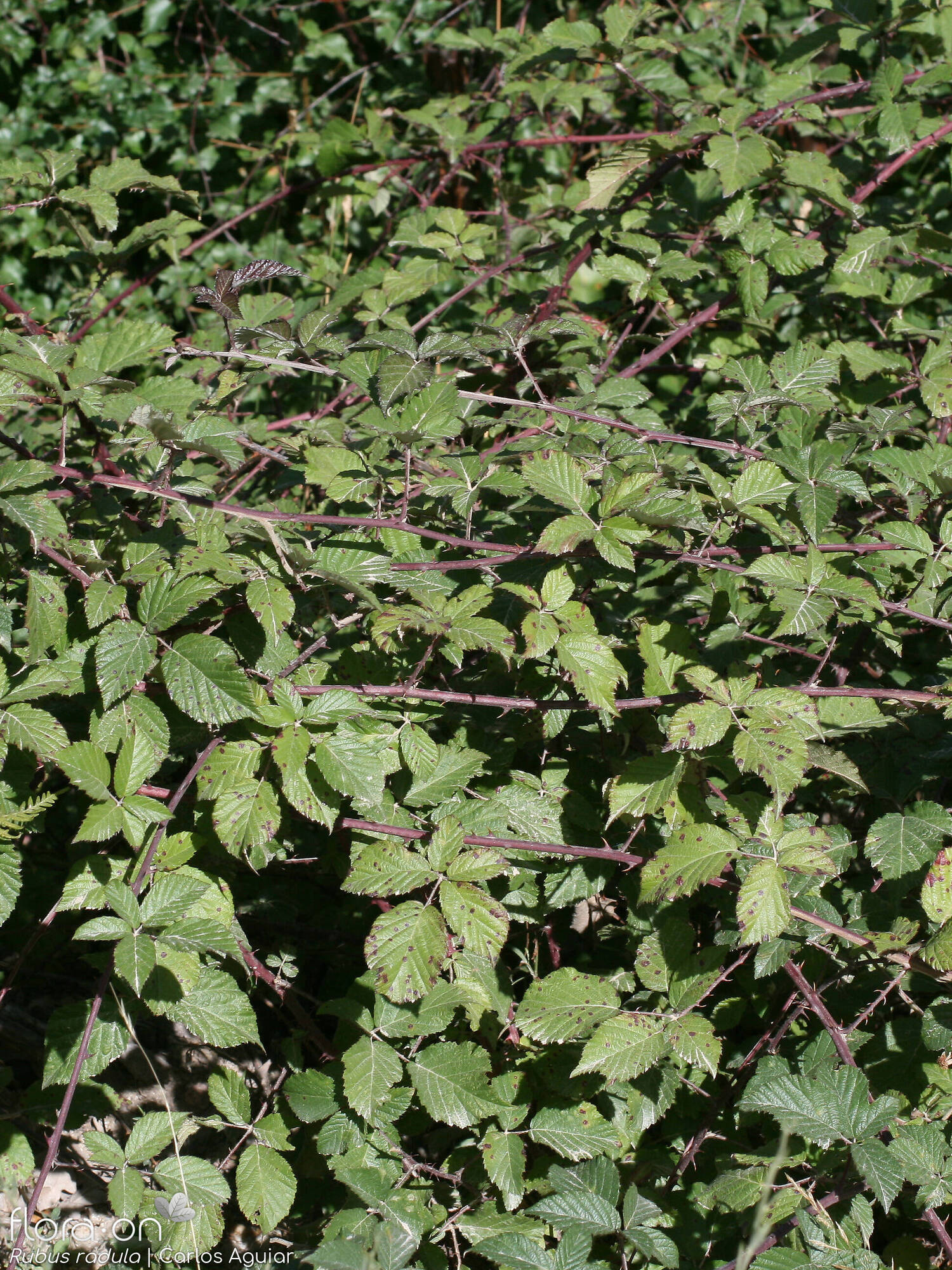 Rubus radula - Hábito | Carlos Aguiar; CC BY-NC 4.0