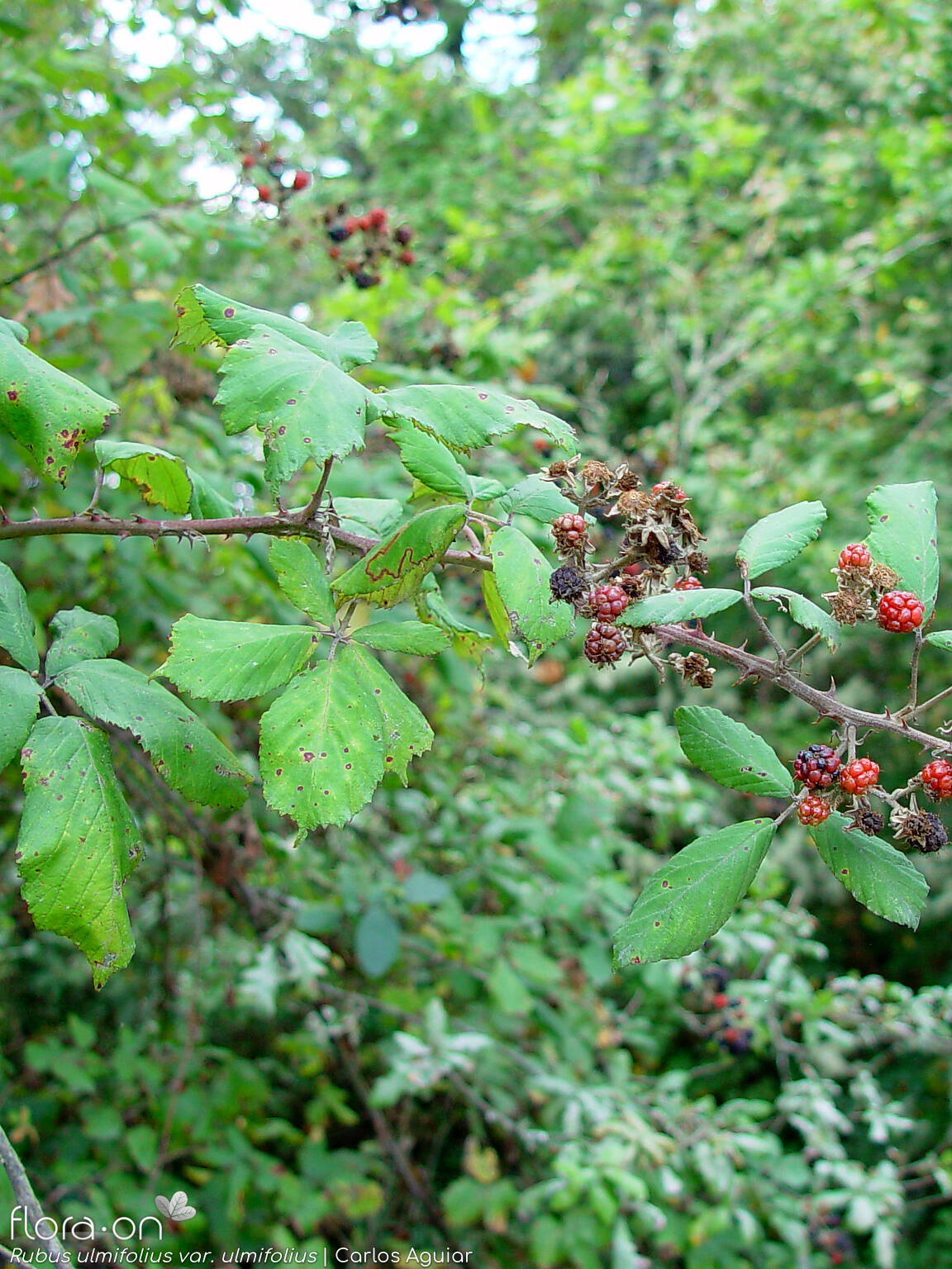 Rubus ulmifolius ulmifolius - Hábito | Carlos Aguiar; CC BY-NC 4.0