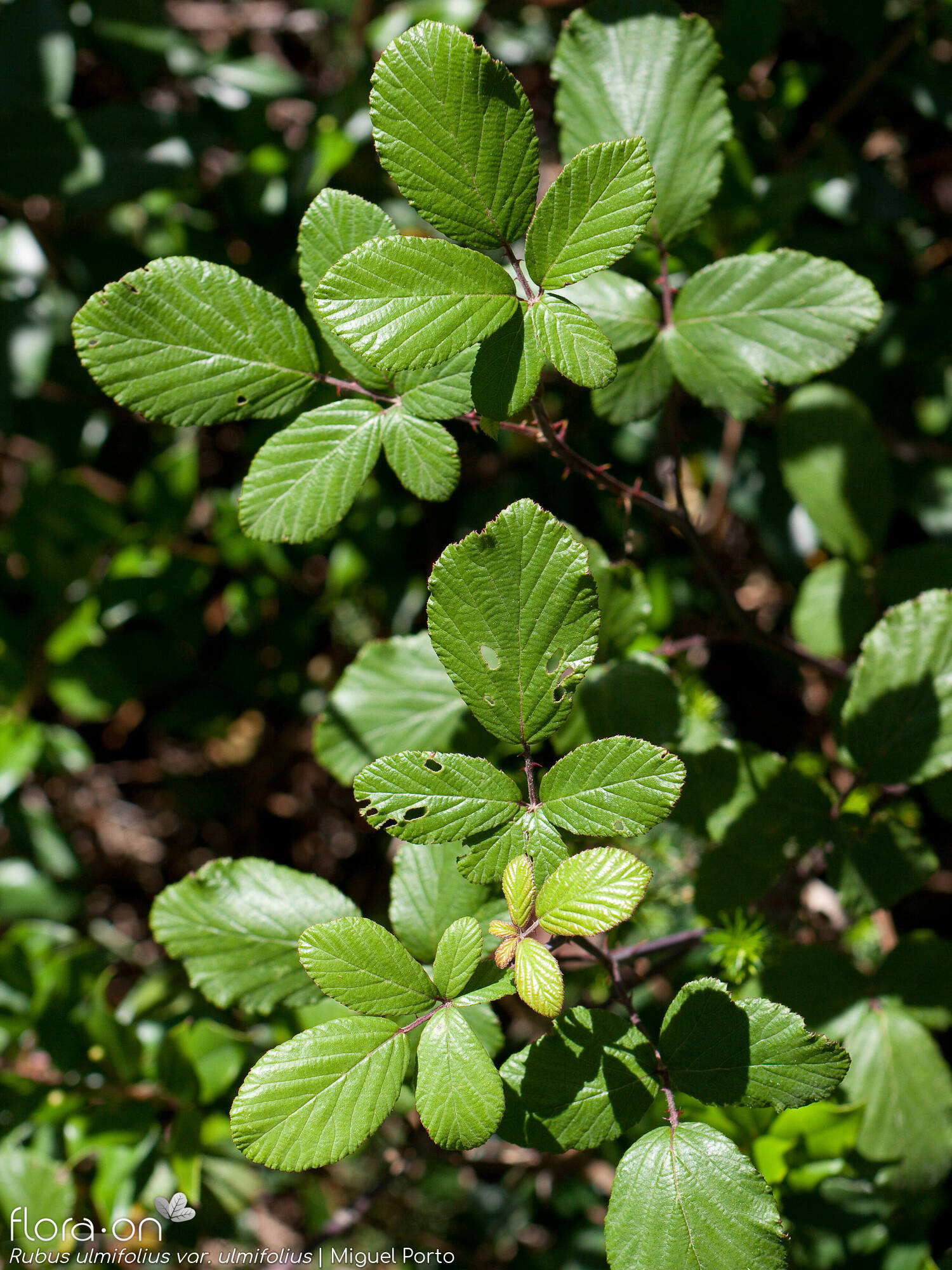 Rubus ulmifolius ulmifolius - Folha (geral) | Miguel Porto; CC BY-NC 4.0
