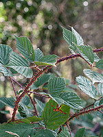 Rubus vagabundus
