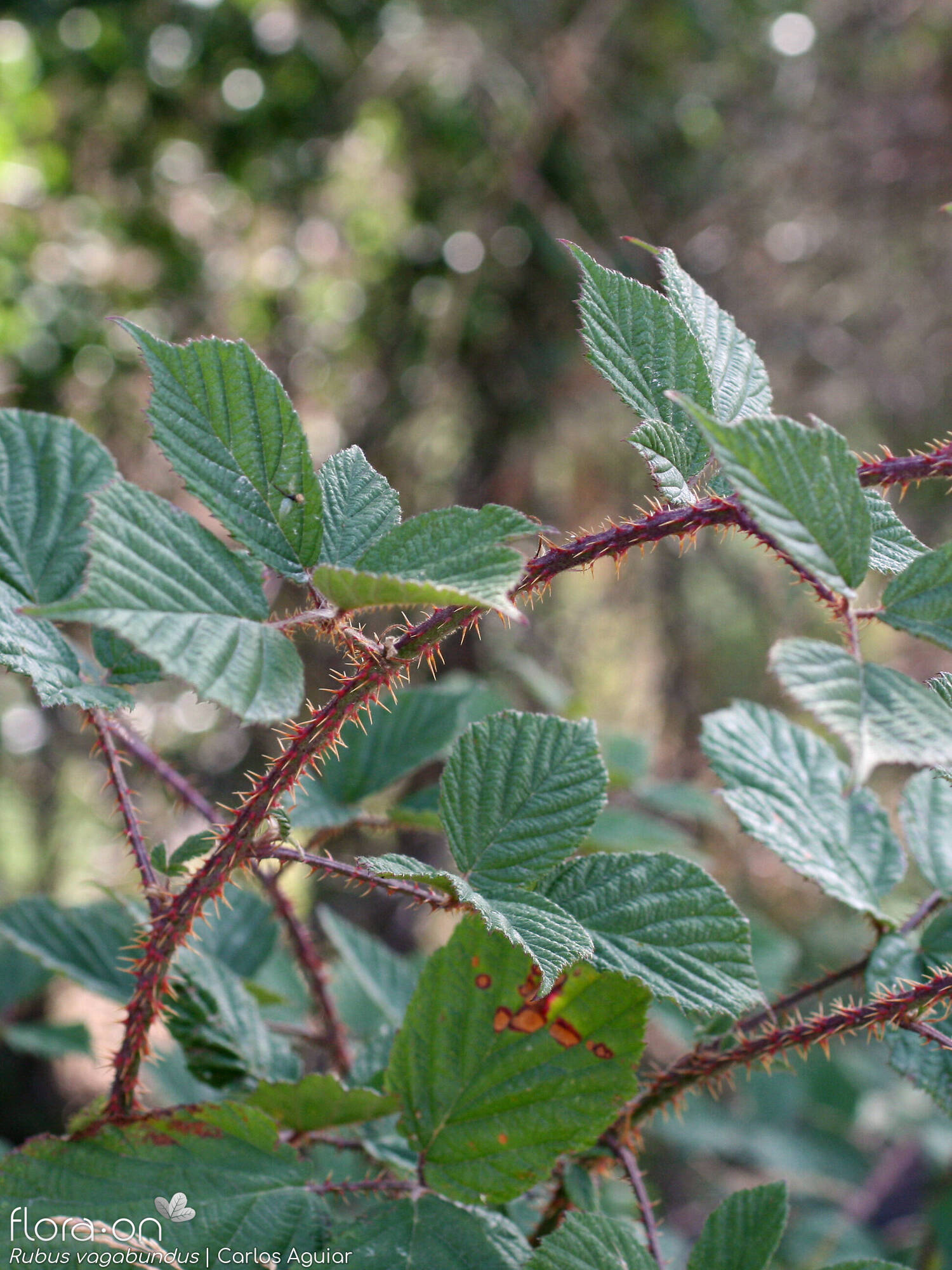 Rubus vagabundus - Hábito | Carlos Aguiar; CC BY-NC 4.0