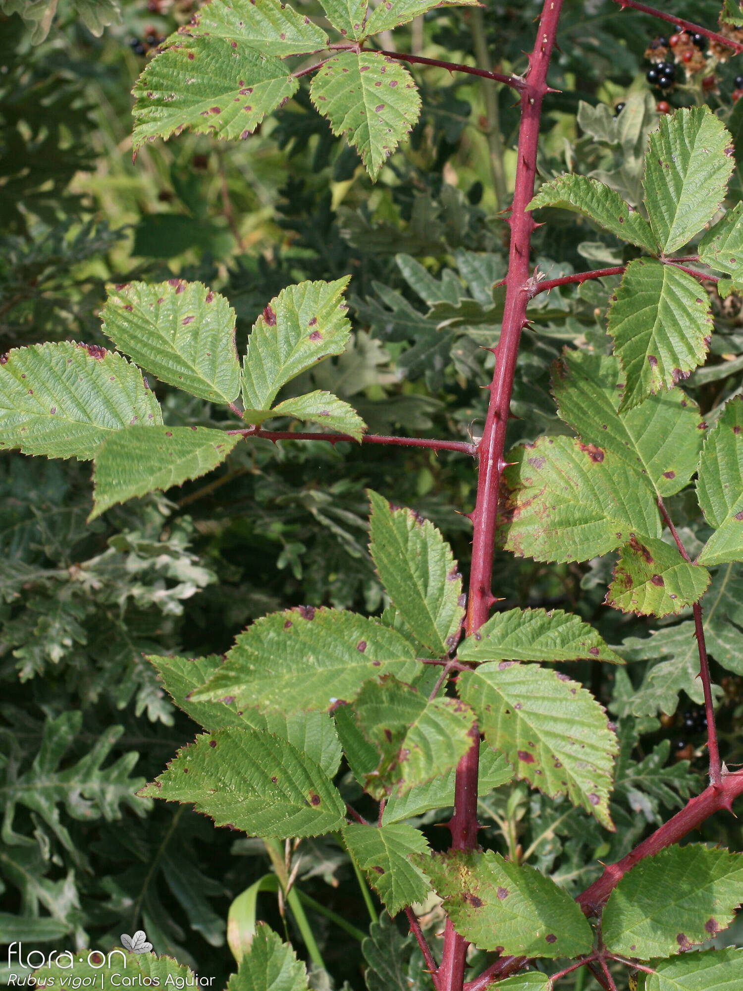 Rubus vigoi