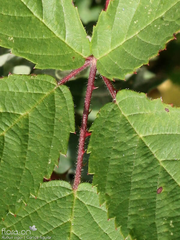 Rubus vigoi - Folha | Carlos Aguiar; CC BY-NC 4.0