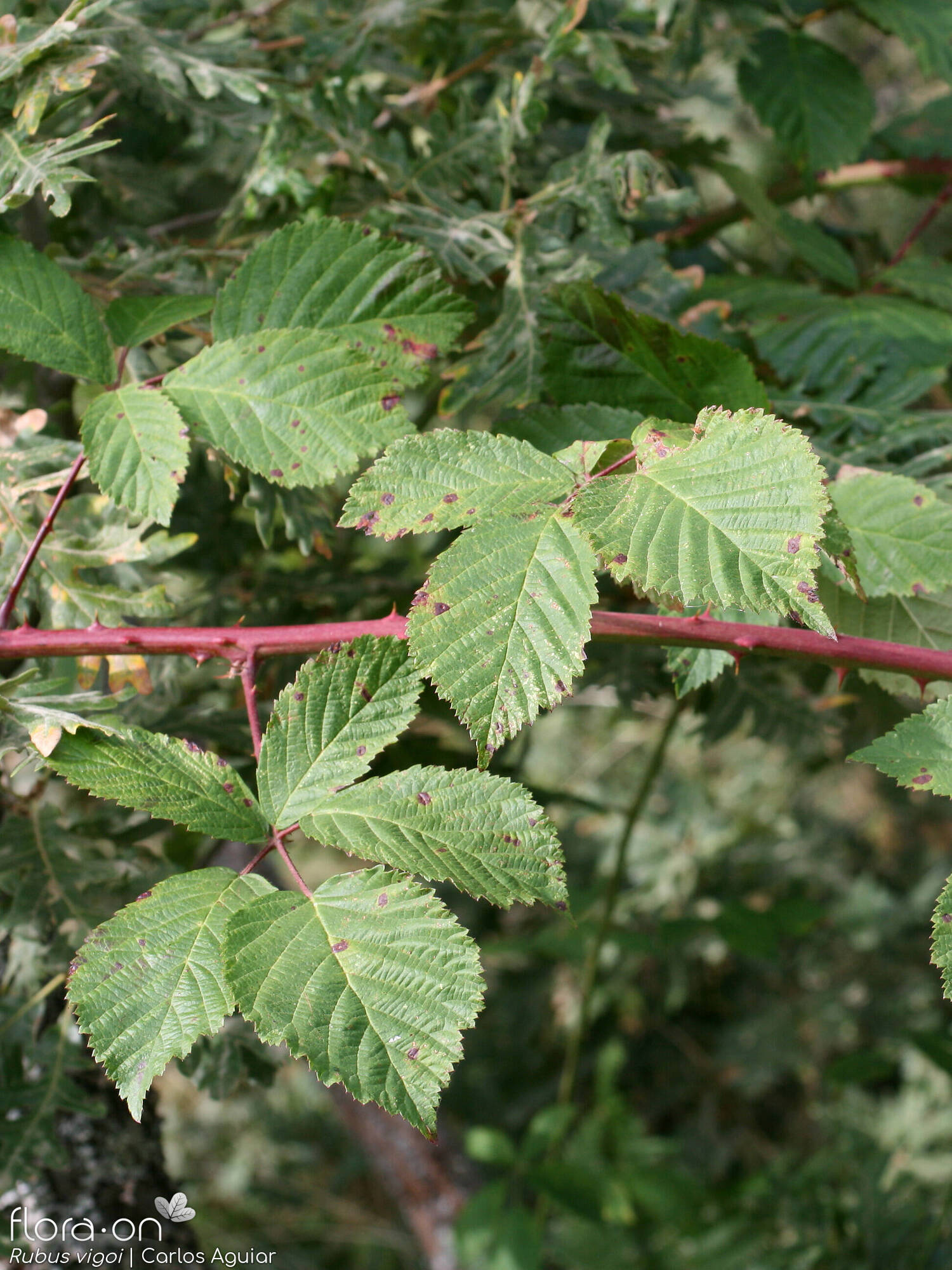 Rubus vigoi - Folha (geral) | Carlos Aguiar; CC BY-NC 4.0