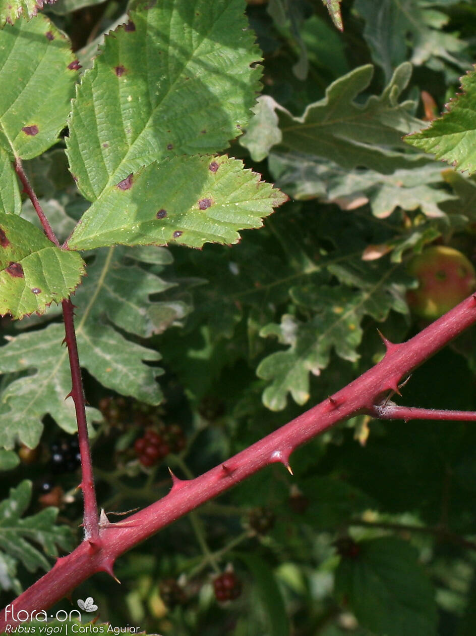 Rubus vigoi - Caule | Carlos Aguiar; CC BY-NC 4.0