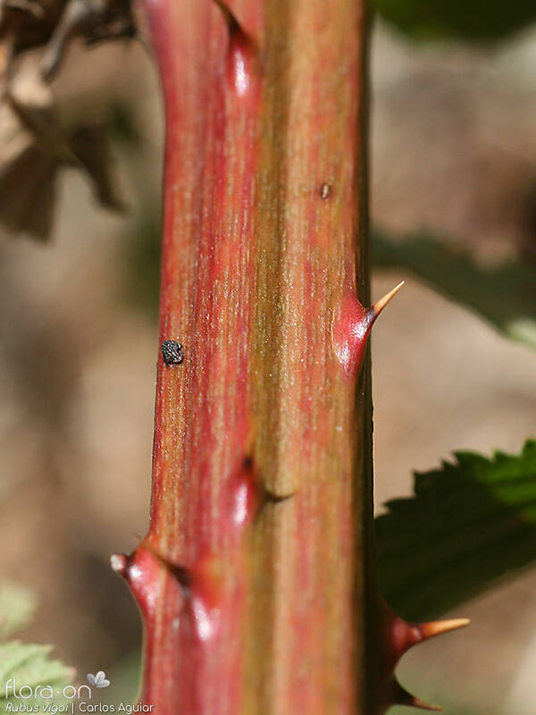 Rubus vigoi - Caule | Carlos Aguiar; CC BY-NC 4.0