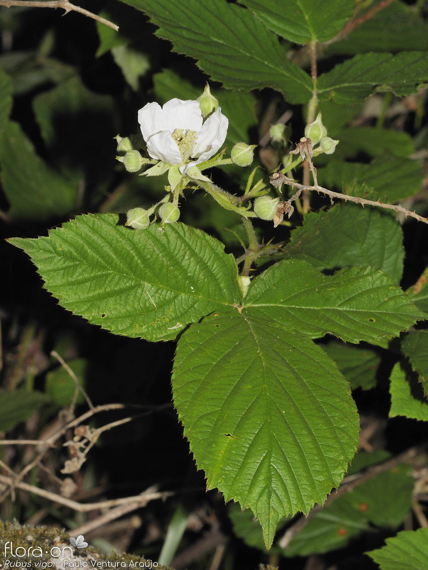 Rubus vigoi - Flor (geral) | Paulo Ventura Araújo; CC BY-NC 4.0