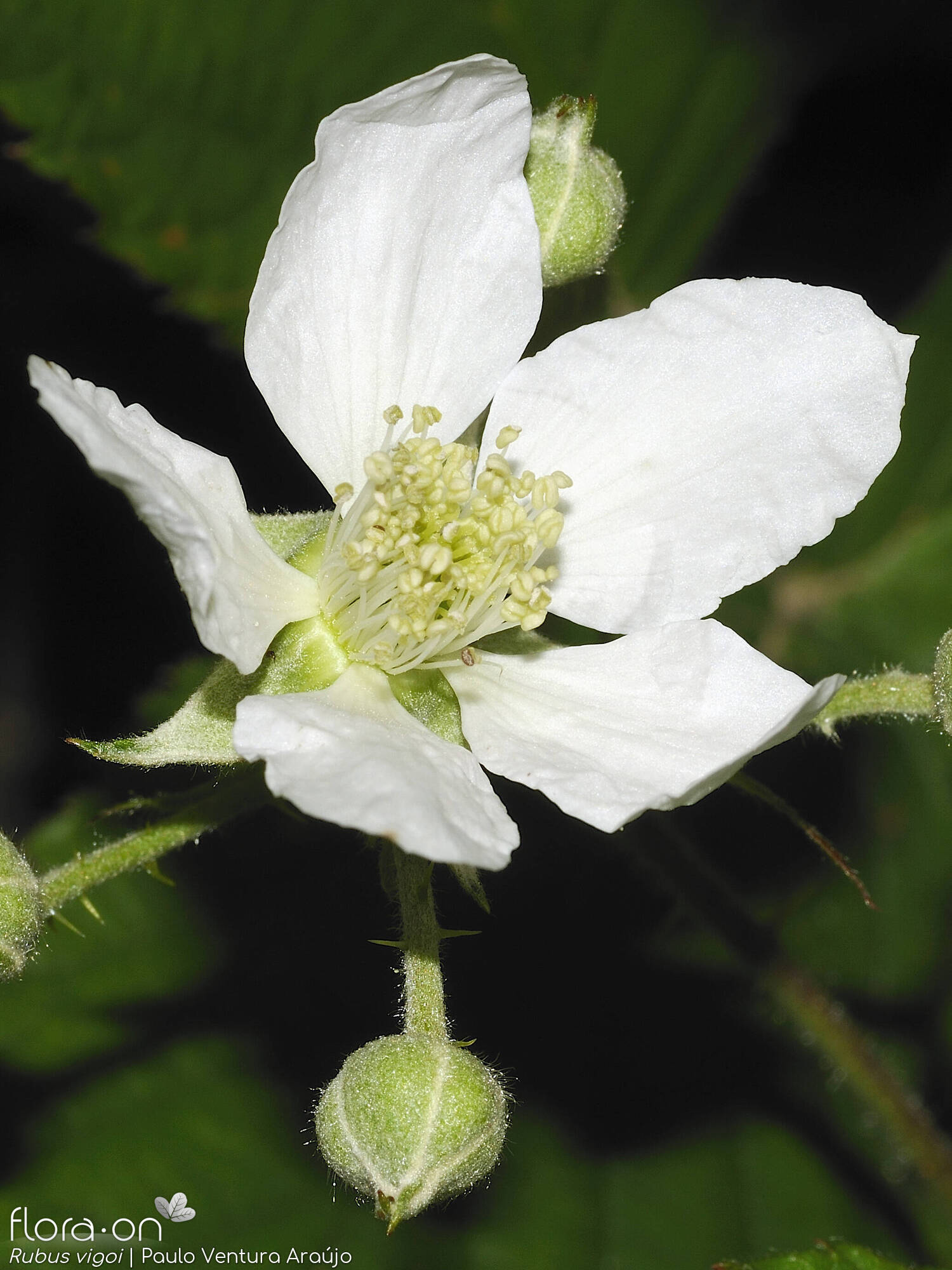 Rubus vigoi - Flor (close-up) | Paulo Ventura Araújo; CC BY-NC 4.0