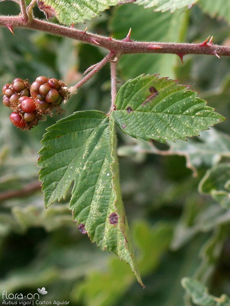 Rubus vigoi - Folha | Carlos Aguiar; CC BY-NC 4.0
