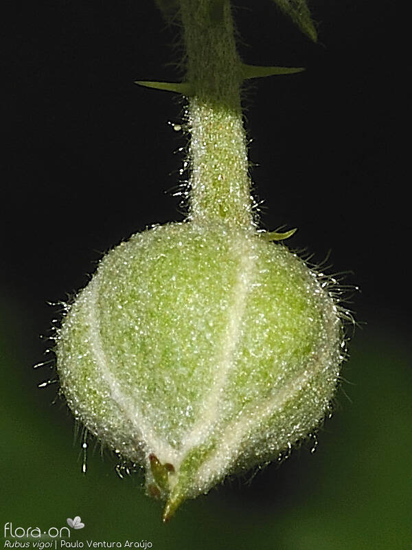 Rubus vigoi - Cálice | Paulo Ventura Araújo; CC BY-NC 4.0