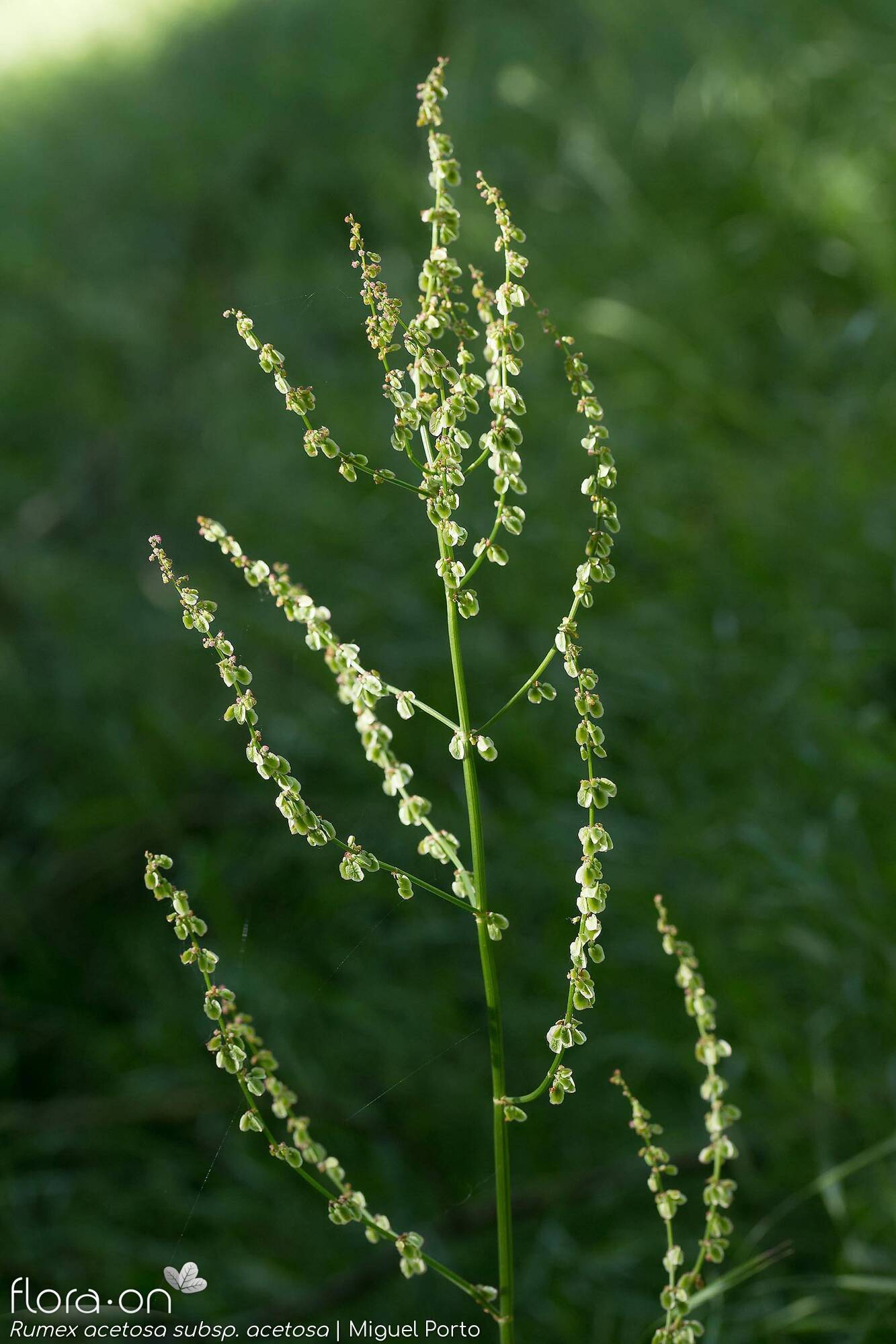 Rumex acetosa acetosa - Flor (geral) | Miguel Porto; CC BY-NC 4.0