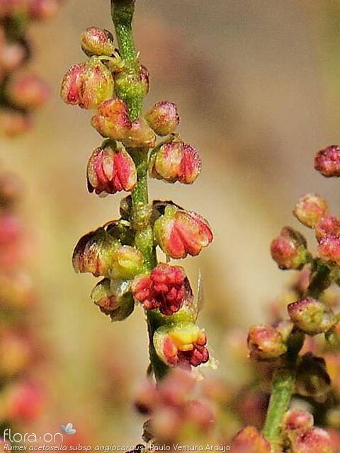 Rumex acetosella angiocarpus - Flor (close-up) | Paulo Ventura Araújo; CC BY-NC 4.0