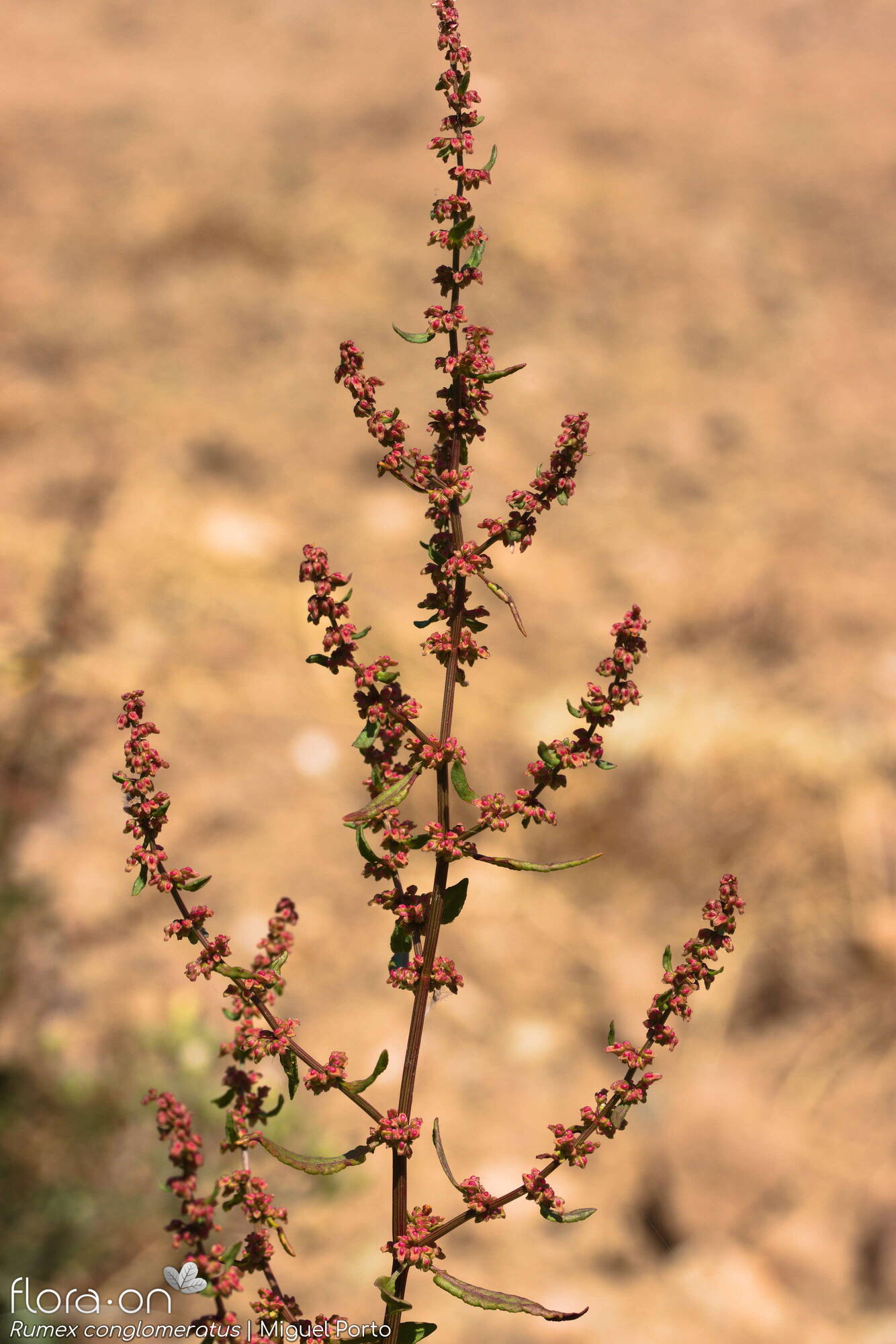 Rumex conglomeratus - Flor (geral) | Miguel Porto; CC BY-NC 4.0