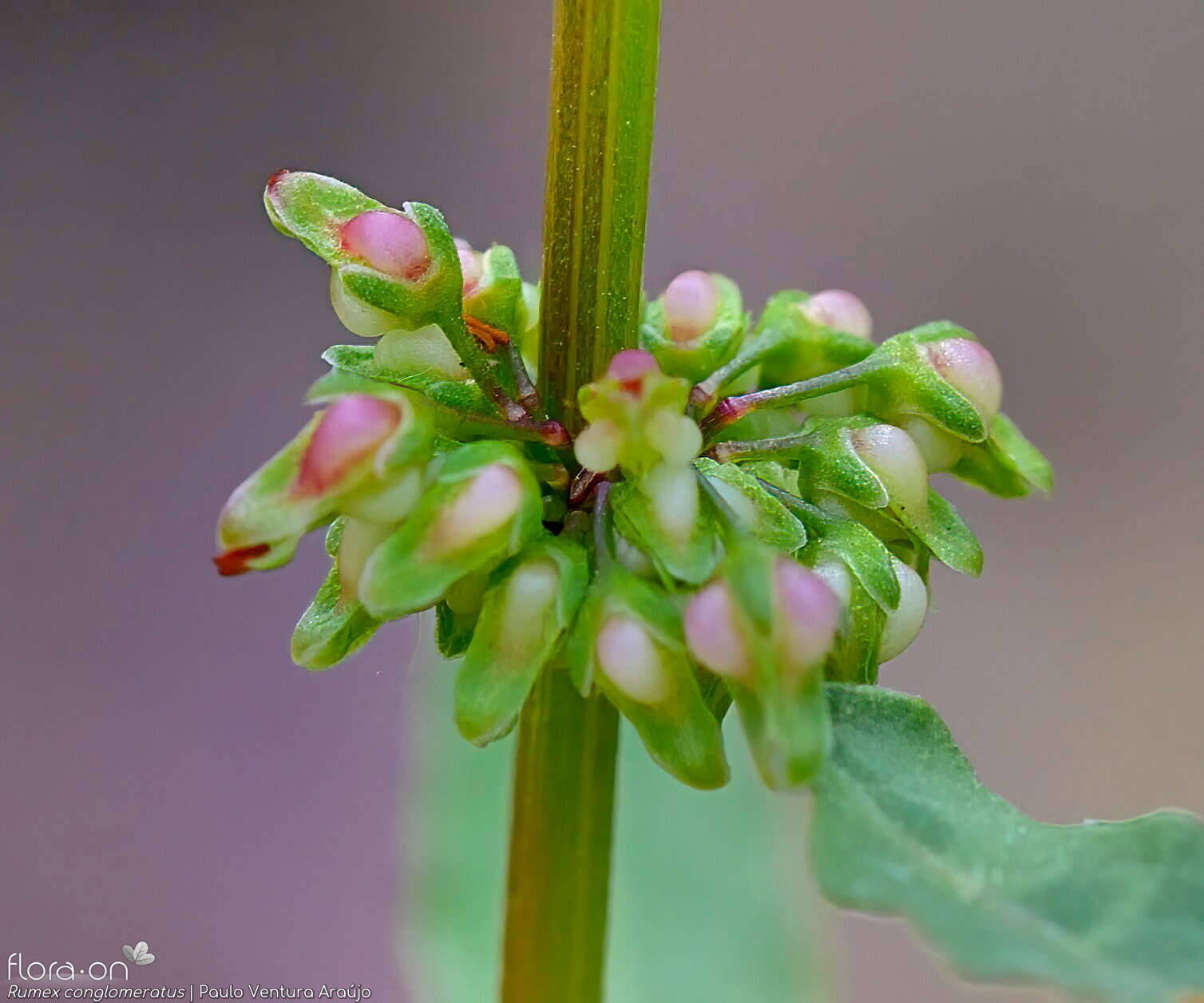 Rumex conglomeratus - Flor (close-up) | Paulo Ventura Araújo; CC BY-NC 4.0