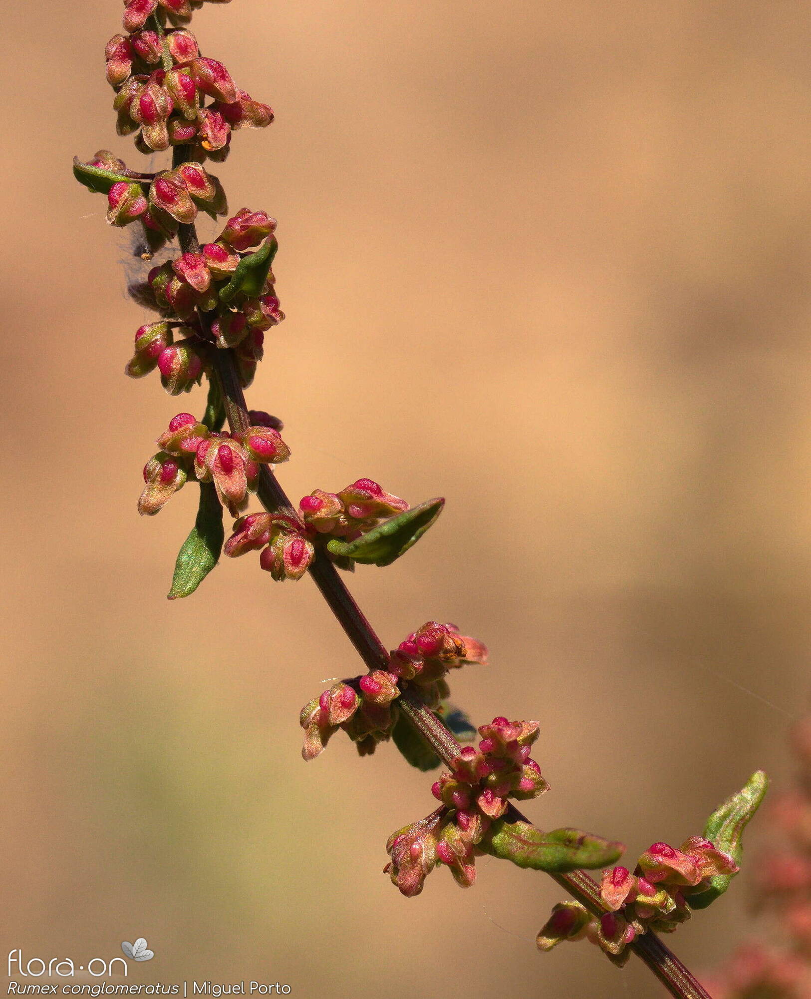 Rumex conglomeratus - Flor (geral) | Miguel Porto; CC BY-NC 4.0