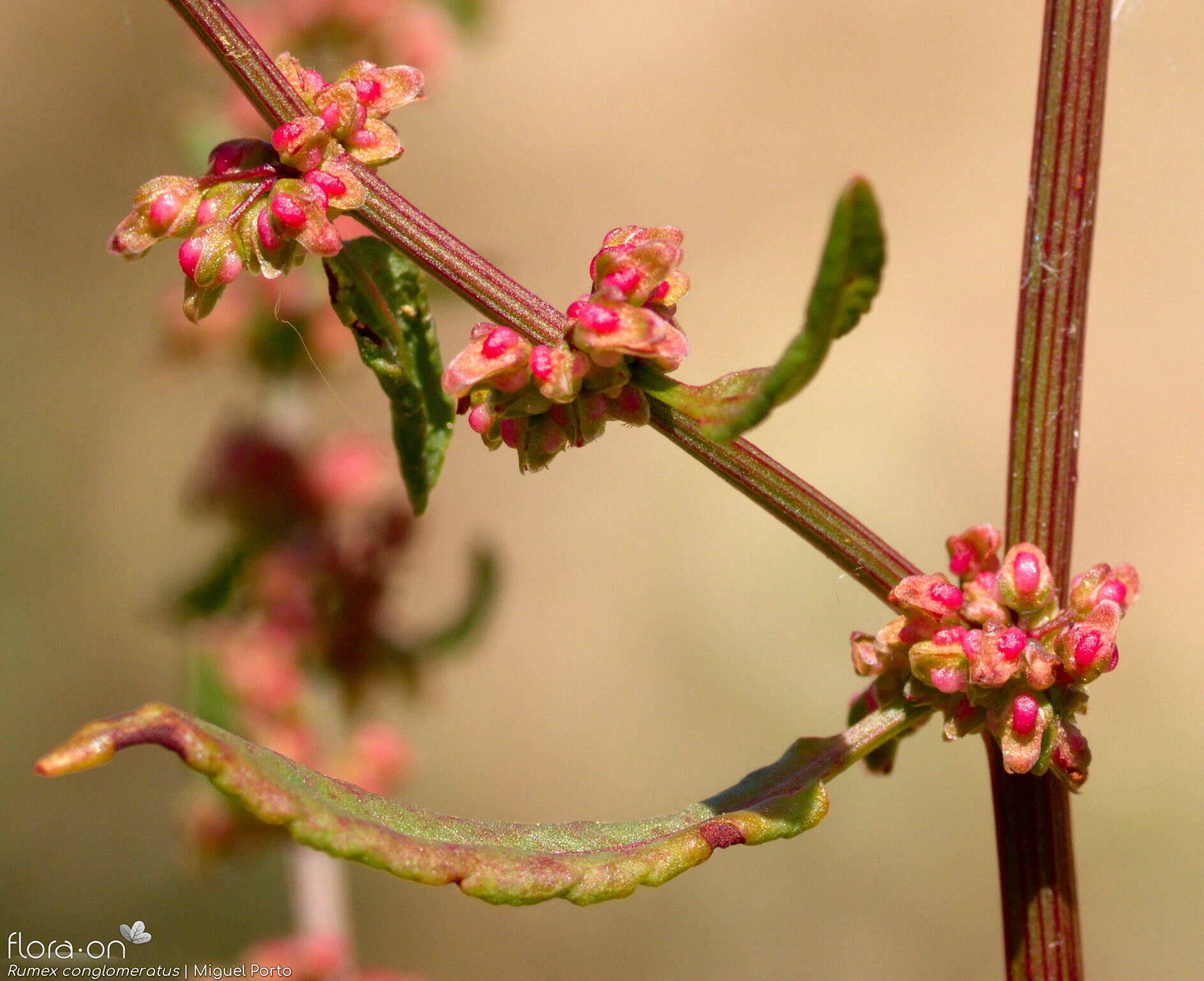 Rumex conglomeratus - Flor (geral) | Miguel Porto; CC BY-NC 4.0