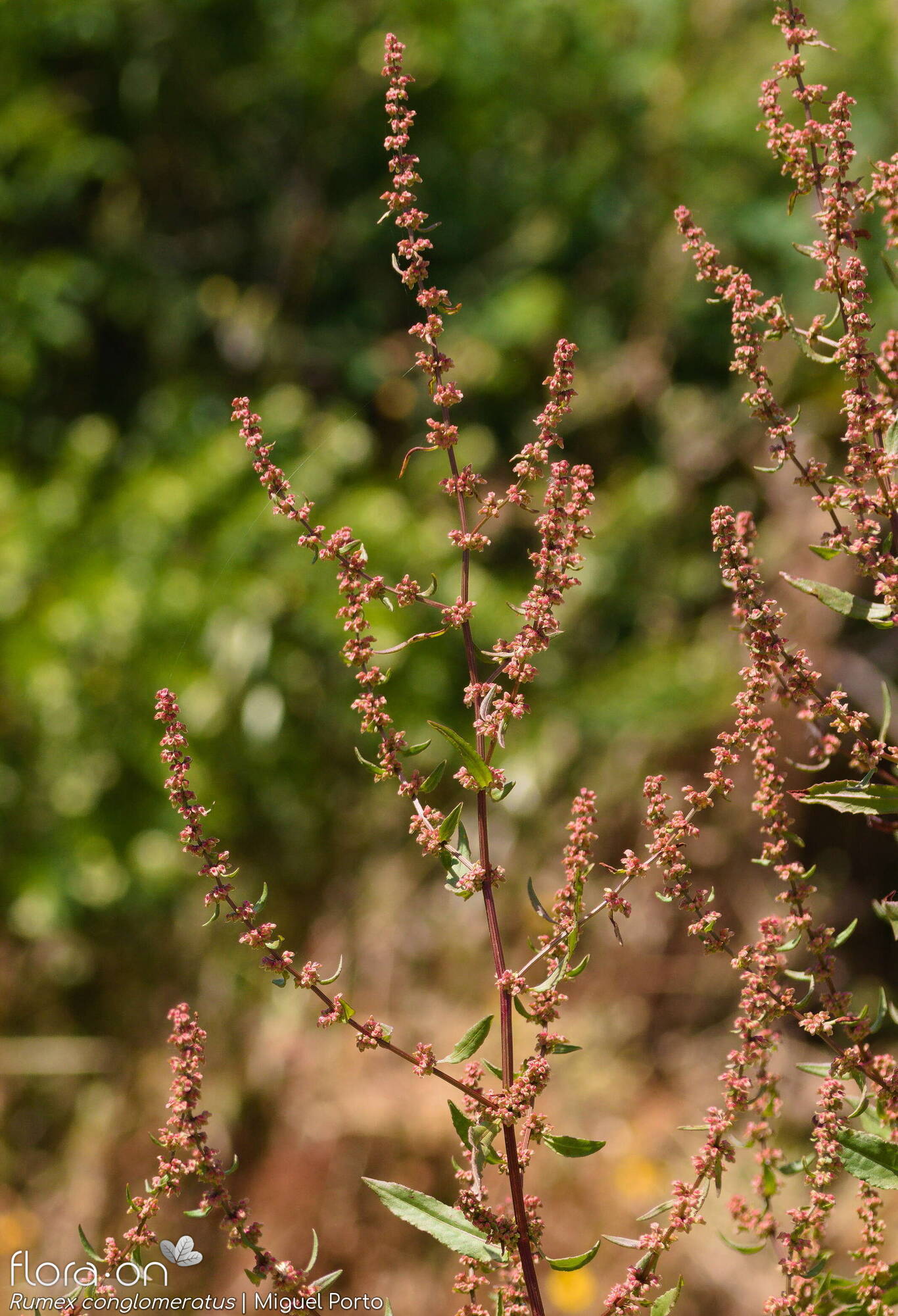 Rumex conglomeratus - Hábito | Miguel Porto; CC BY-NC 4.0