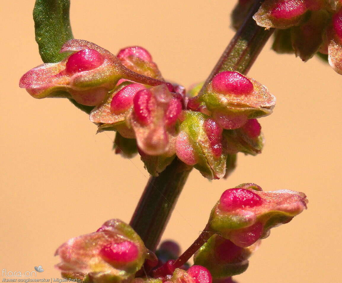 Rumex conglomeratus - Flor (close-up) | Miguel Porto; CC BY-NC 4.0