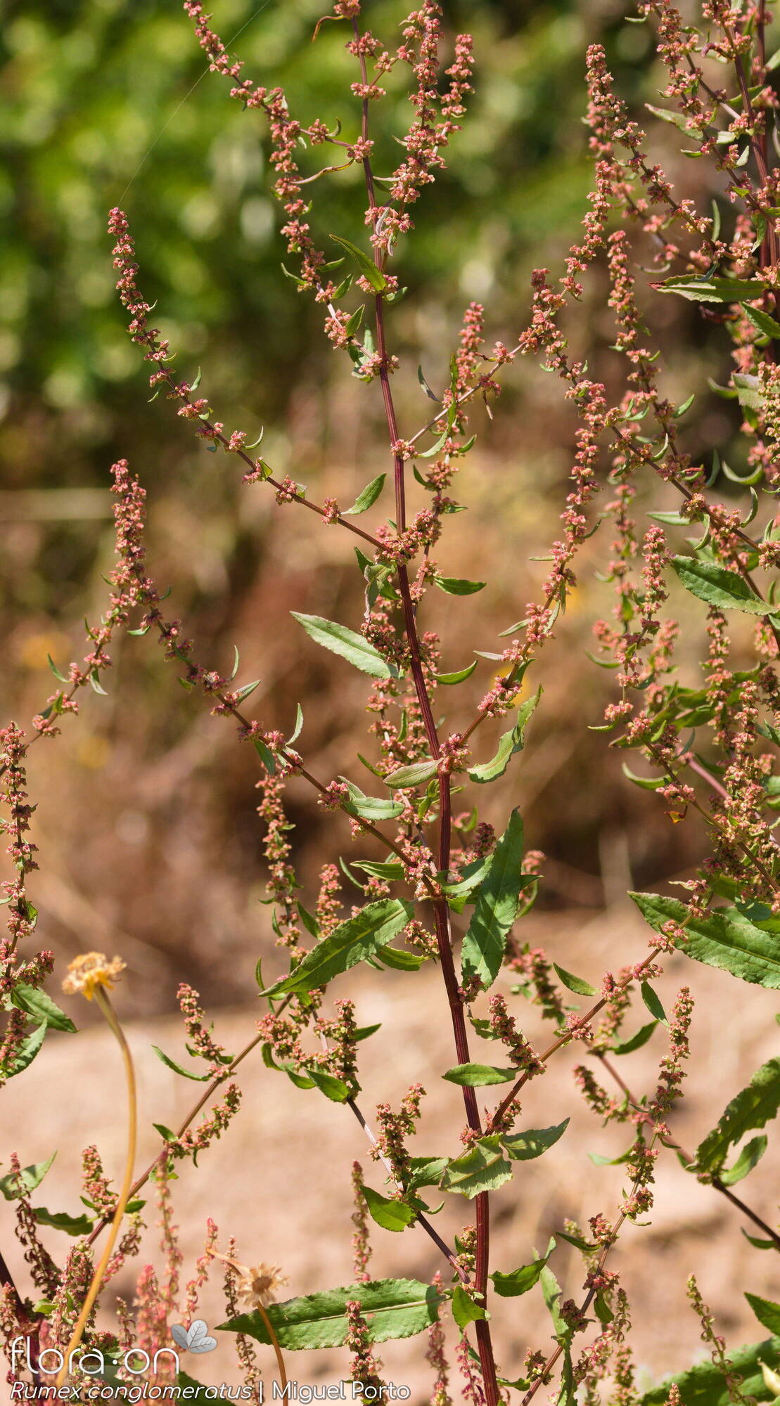 Rumex conglomeratus - Hábito | Miguel Porto; CC BY-NC 4.0