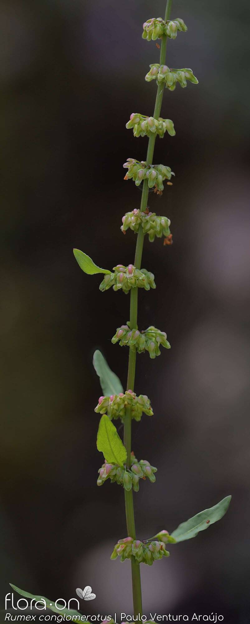 Rumex conglomeratus - Flor (geral) | Paulo Ventura Araújo; CC BY-NC 4.0