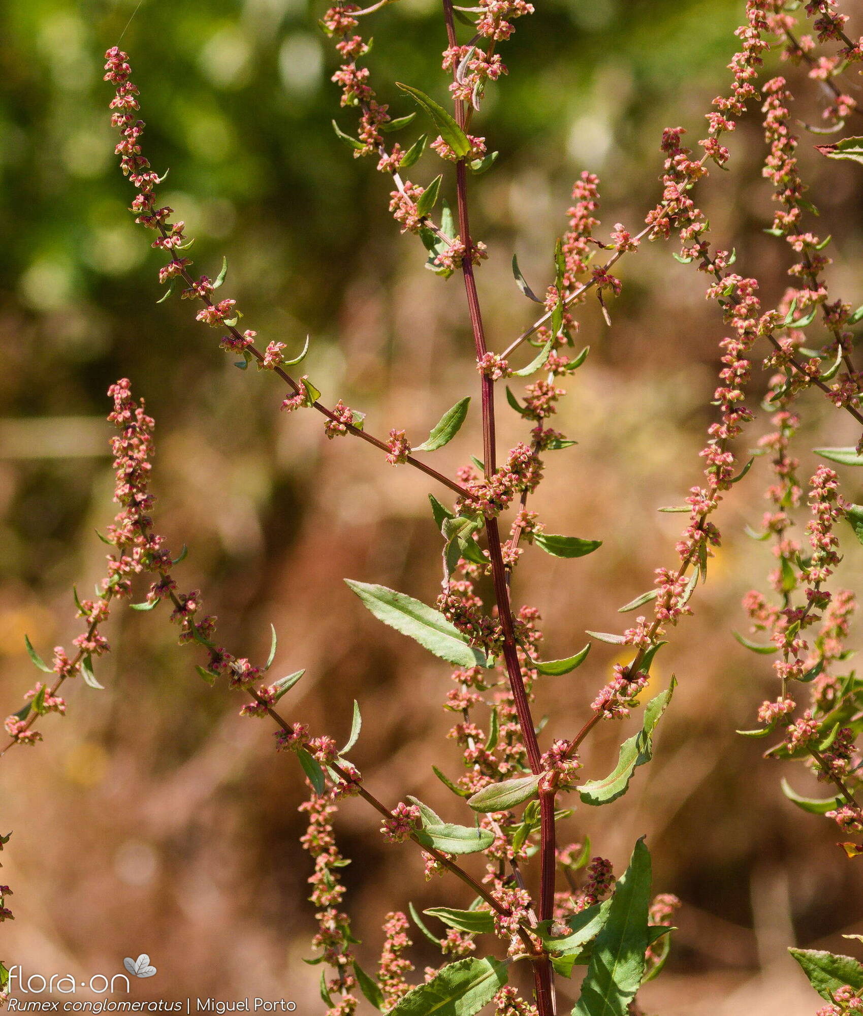 Rumex conglomeratus - Hábito | Miguel Porto; CC BY-NC 4.0