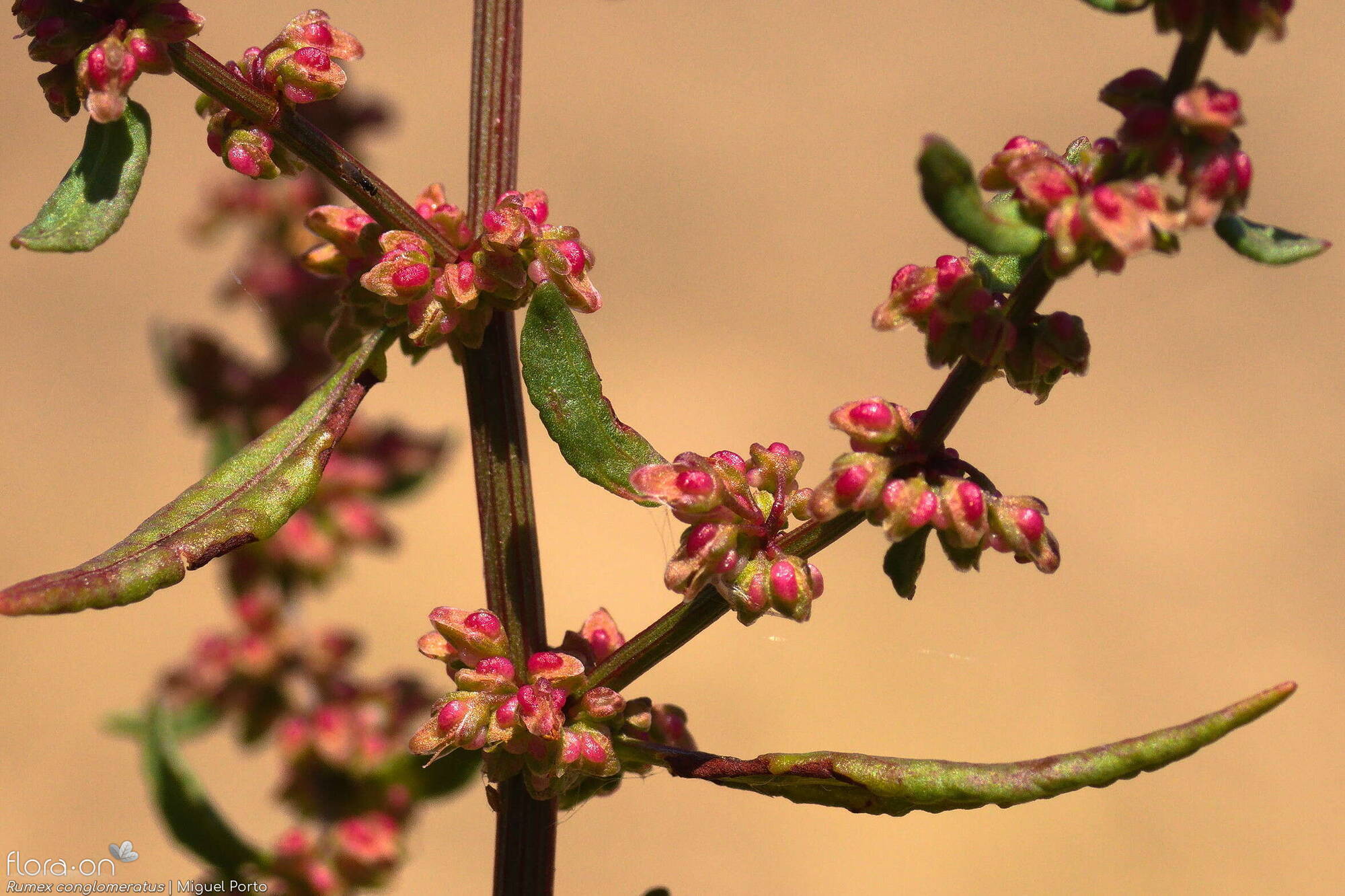 Rumex conglomeratus - Flor (geral) | Miguel Porto; CC BY-NC 4.0