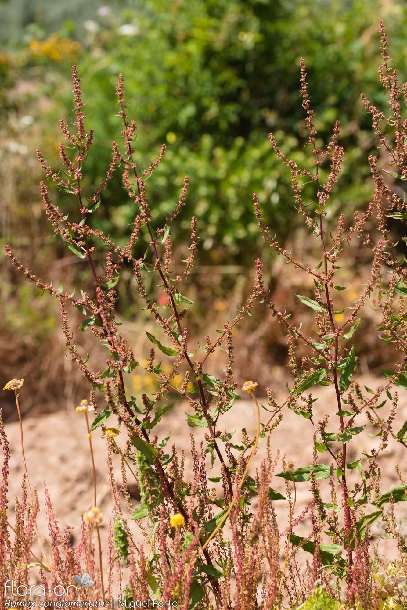 Rumex conglomeratus - Hábito | Miguel Porto; CC BY-NC 4.0