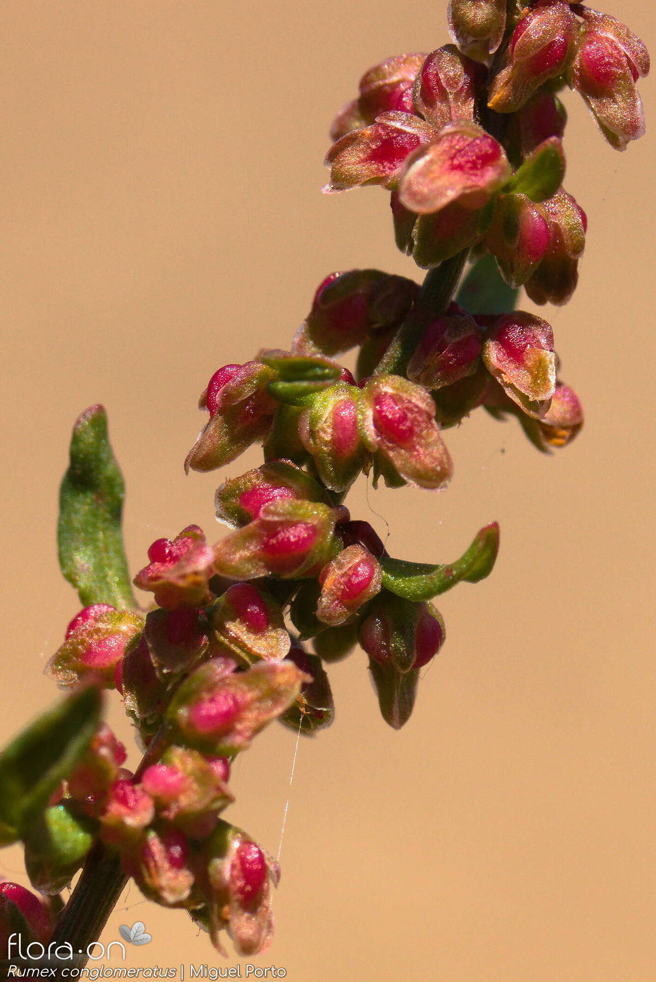 Rumex conglomeratus - Flor (geral) | Miguel Porto; CC BY-NC 4.0
